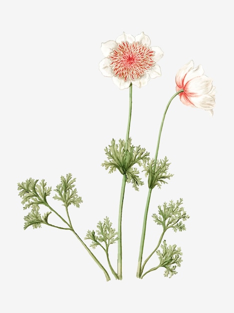 Anemones vintage illustration