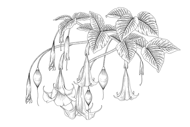 天使のトランペットの花（ブルグマンシア）手描きの植物画。