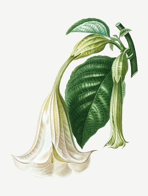 Free vector angel trumpet plant