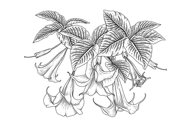 천사 트럼펫 꽃 Brugmansia 그림