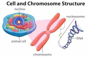 Vettore gratuito diagramma della struttura dell'anatomia delle cellule animali