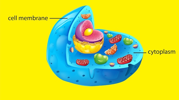 Бесплатное векторное изображение Структура анатомии клеток животных