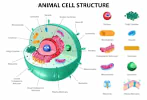 Free vector animal cell anatomy