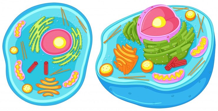 Free Vector animal cell in closer look