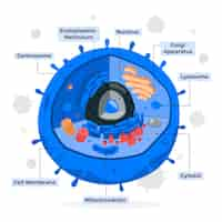 Бесплатное векторное изображение Иллюстрация концепции клеток животных