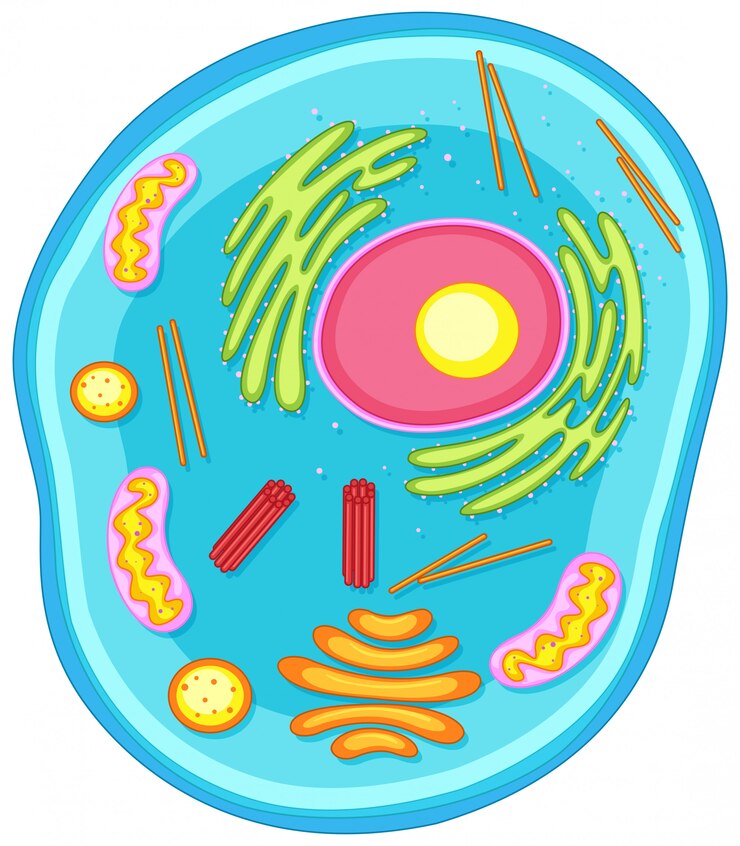 मुफ़्त वेक्टर animal cell diagram in colors