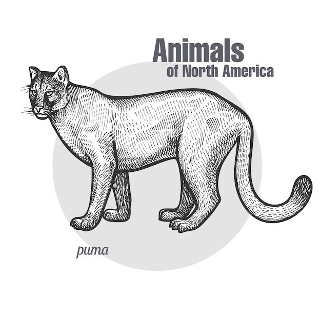 puma animal north america