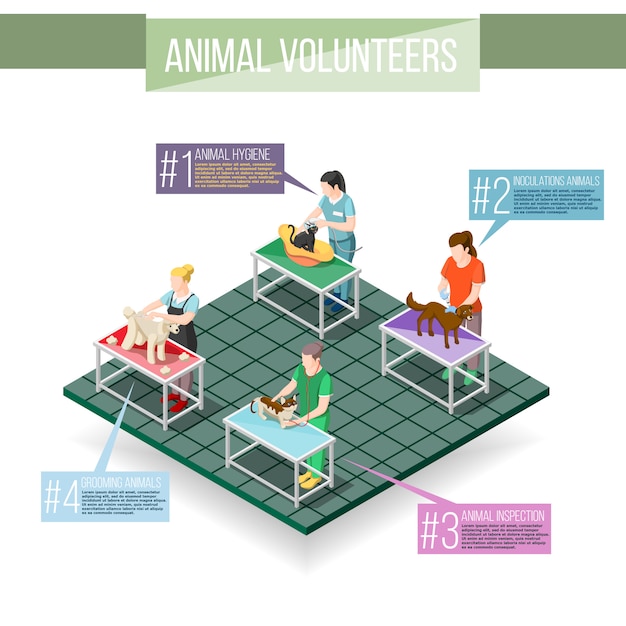 Free vector animals volunteers isometric infographics