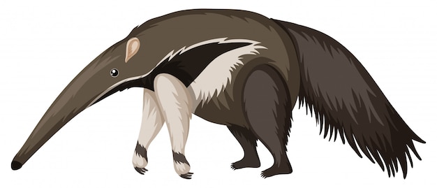 Free vector anteater on white background