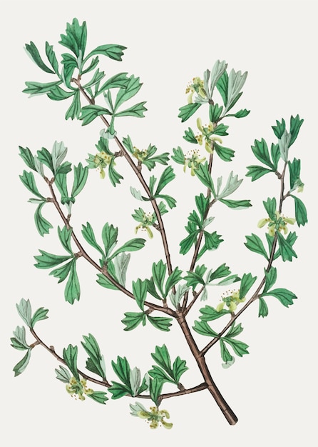 Free vector antelope bitterbrush