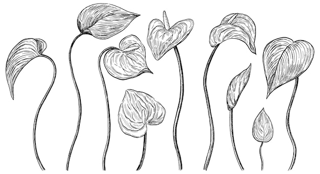 안스리움 꽃 세트입니다. 손으로 그린 벡터 일러스트 레이 션. 열대 식물의 컬렉션입니다. 빈티지 식물 스케치 흰색 절연입니다. 디자인을 위한 윤곽 조각 요소입니다.