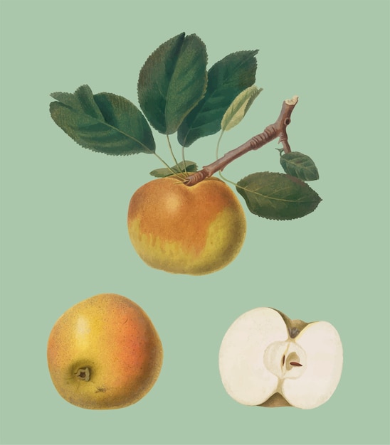 Apple from pomona italiana illustration