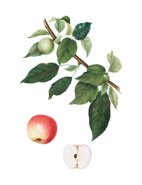 Apple from Pomona Italiana illustration