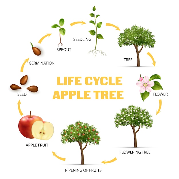 Apple tree life cycle infographic set realistic illustration