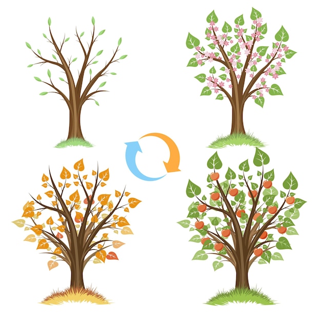 Free vector apple tree seasonal cycle.