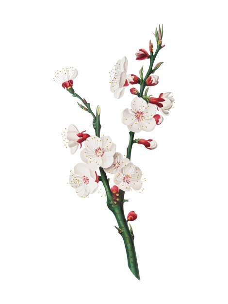 Pomona Italianaイラストのアプリコットの花