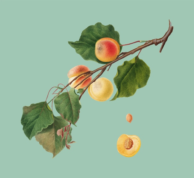 Apricot from pomona italiana illustration