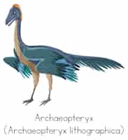 Vettore gratuito archaeopteryx con la parola su sfondo bianco