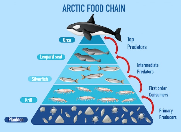 Бесплатное векторное изображение Пирамида арктической пищевой цепи