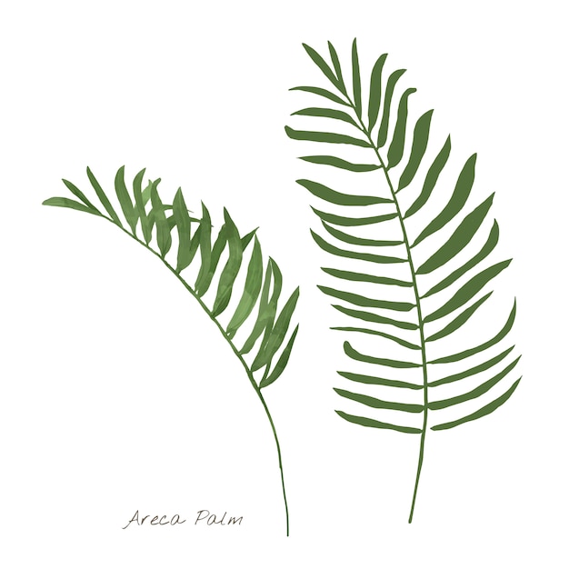Арека пальмовых листьев, изолированных на белом фоне