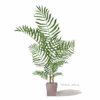 Free vector areca palm leaf isolated on white background