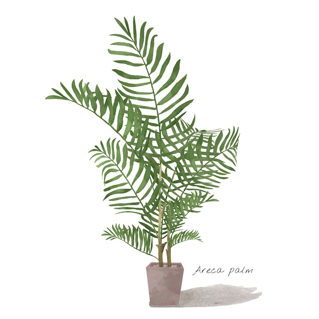 Арека пальмовых листьев, изолированных на белом фоне