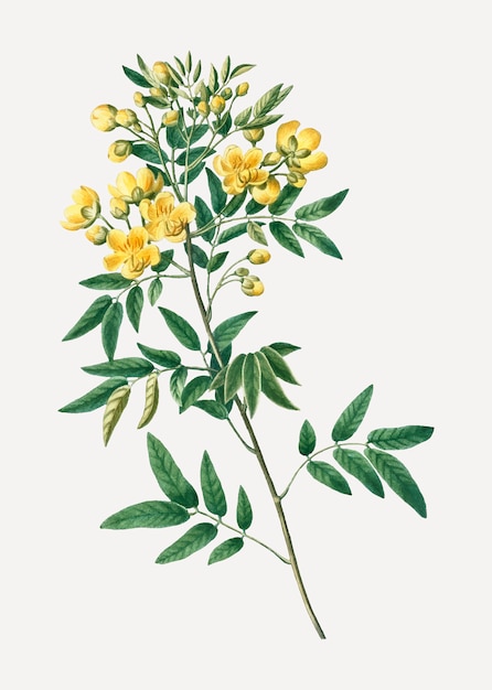 Free vector argentine senna plant