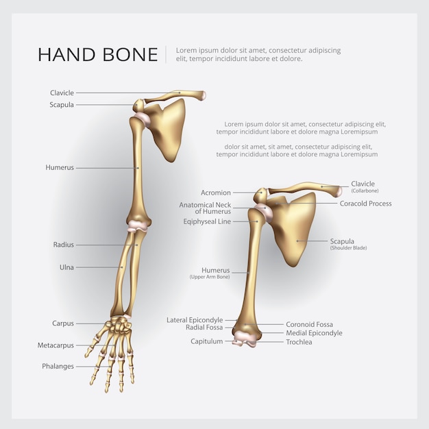 Premium Vector Arm And Hand Bone Vector Illustration