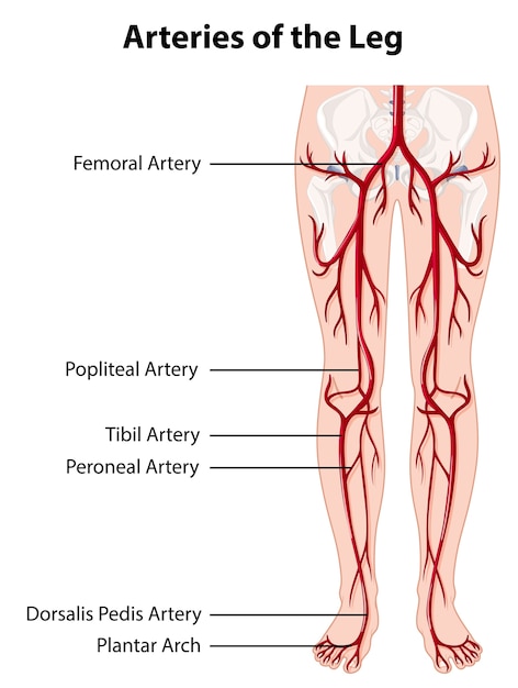 Arteries and veins of the leg