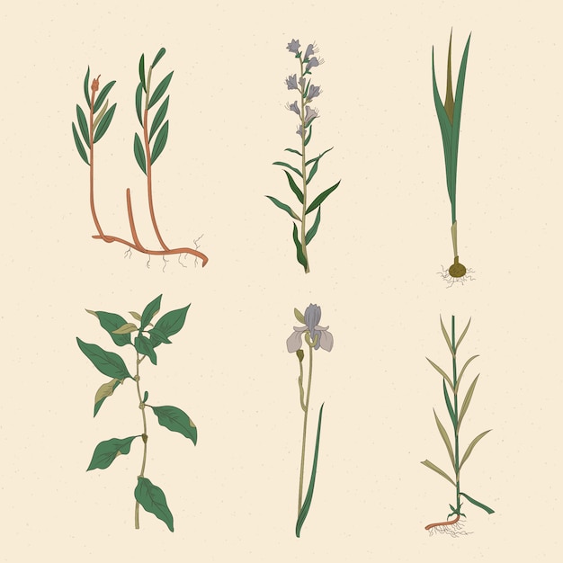 Free vector artistic draw of herbs & wild flowers