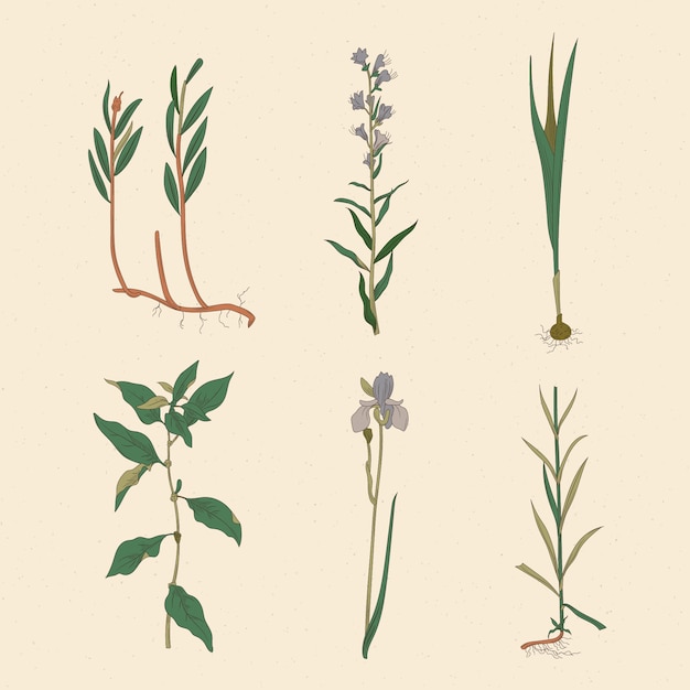 Artistic draw of herbs & wild flowers