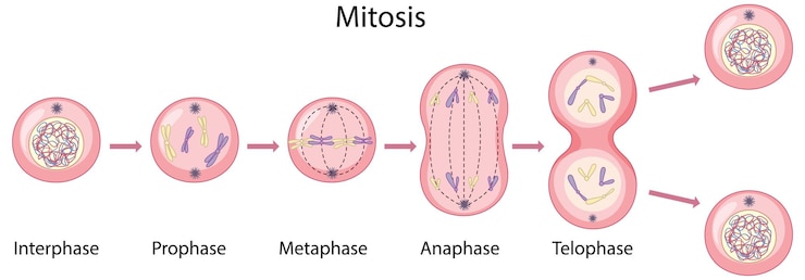 Free Vector asexual reproduction fragmentation diagram