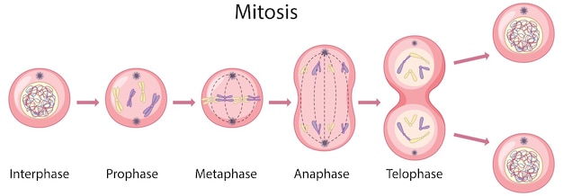 Asexual reproduction fragmentation diagram