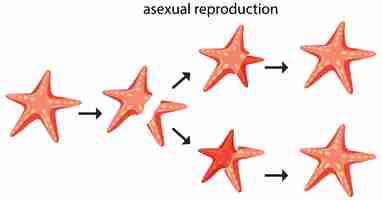 Free vector asexual reproduction fragmentation with starfish