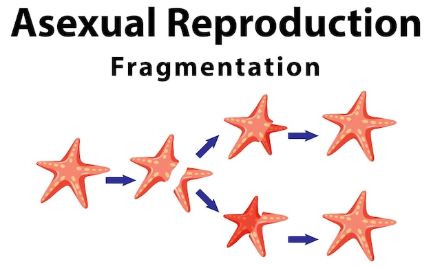 Free vector asexual reproduction fragmentation with starfish