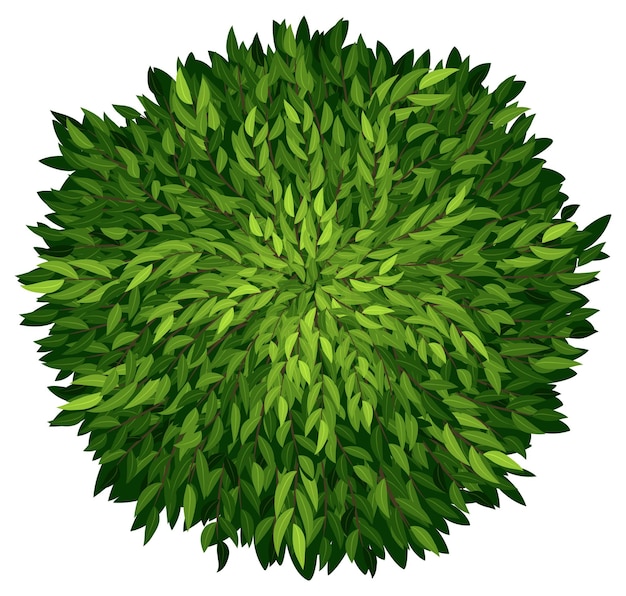 Free vector an ashoka tree