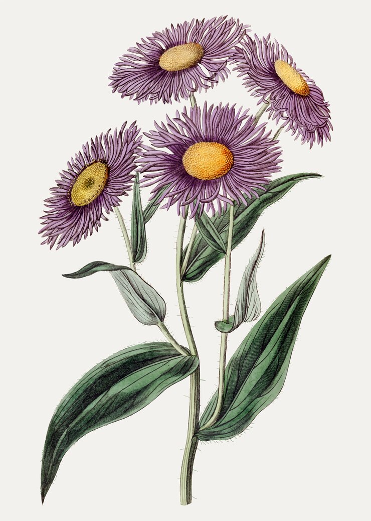 Free Vector aspen fleabane daisy