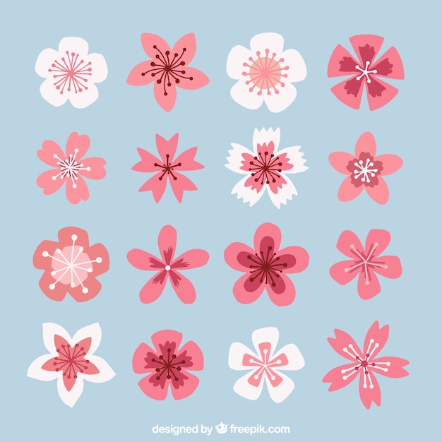 Assortment of cherry blossoms