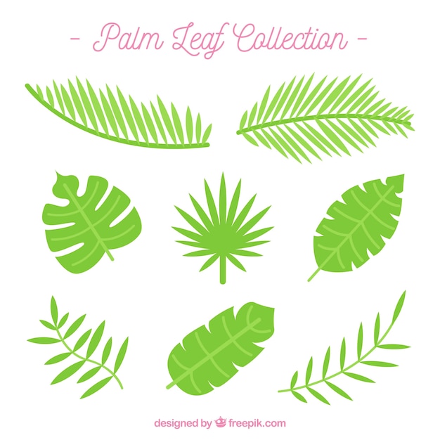 Free vector assortment of palm leaves