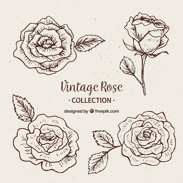 Free vector assortment of roses in vintage style