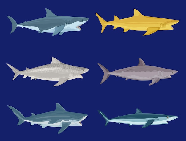 무료 벡터 파란색 배경 벡터 삽화에 색칠된 육식 물고기의 외진 측면 이미지가 있는 공격 상어 플랫 세트