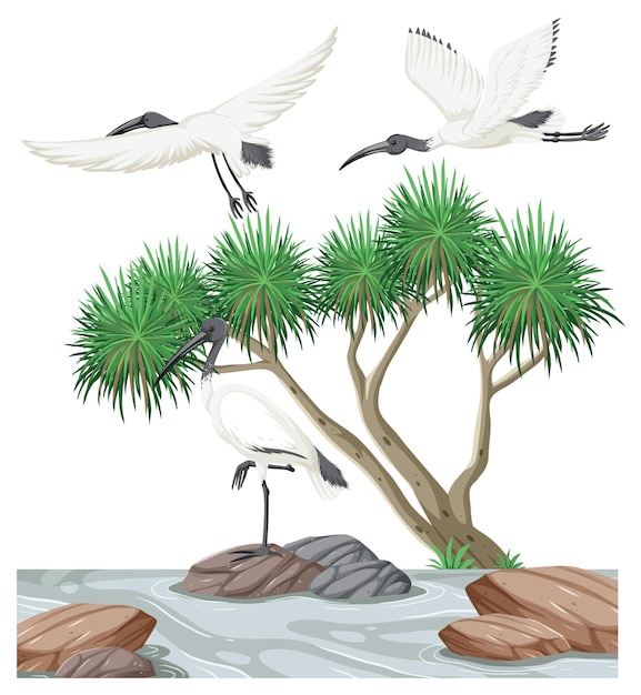 Free vector australian white ibis group in the forest