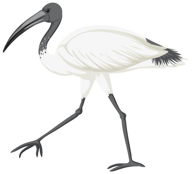 Free vector australian white ibis isolated