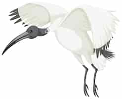 Vettore gratuito ibis bianco australiano isolato