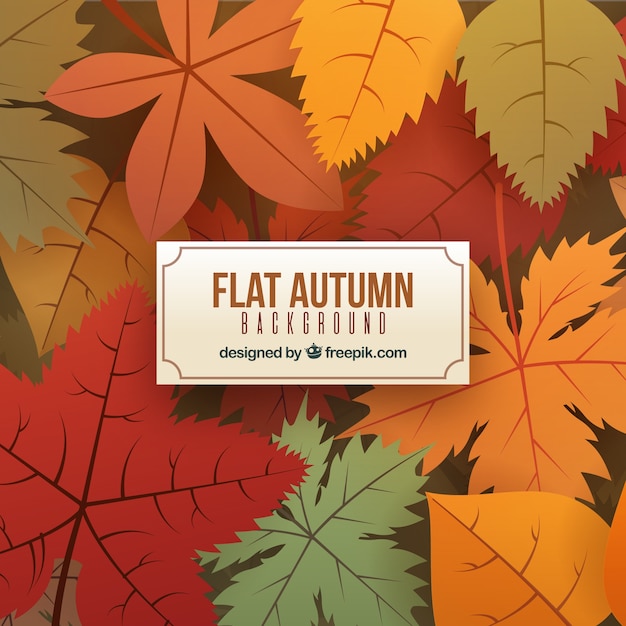 Autumn background with colorful leaves