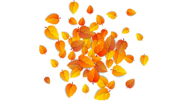 가 떨어지는 잎 흰색 배경에 고립입니다. 가을의 둥근 노란 잎이 떨어지고, 나무 잎과 금잎. 9월 가을 황금빛 잎 테두리. 벡터 일러스트 레이 션 eps10