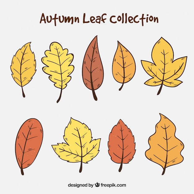 Free vector autumn leaf collection