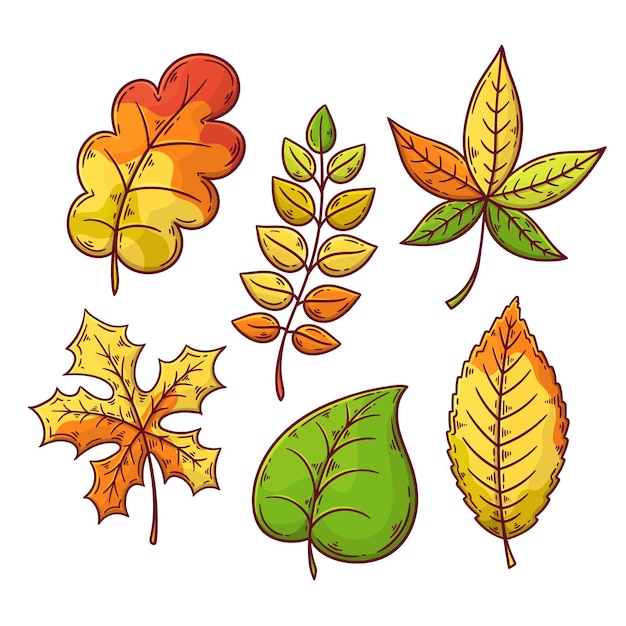 Free vector autumn leaves collection drawing theme