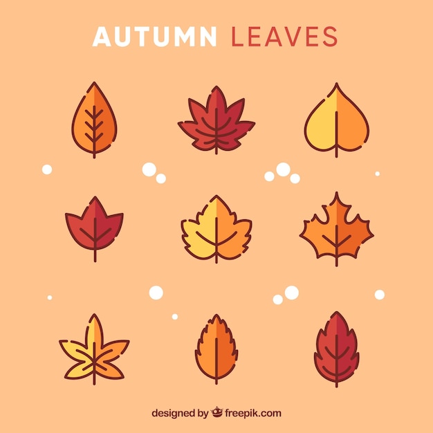 Autumn leaves collection with modern style