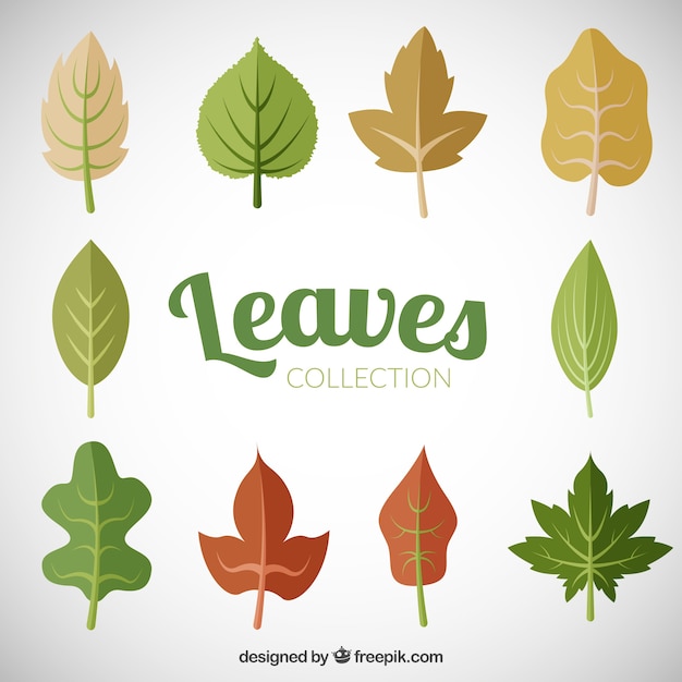 Free vector autumn leaves collection